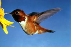Adult male rufous hummingbird picture