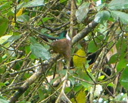 Female on nest