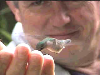 hand-feeding Hummingbird