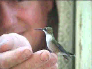 Hummingbird sitting on finger