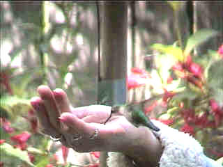 Wife hand-feeding a Humming bird