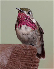 Ohio hummingbird picture-Calliope hummingbird